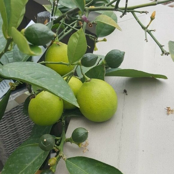 °$5,000 OSCAR DE LA RENTA ICONIC STUNNING WHITE FLORAL PLEAD SILK RUNW DRESS S - Picture 13 of 15